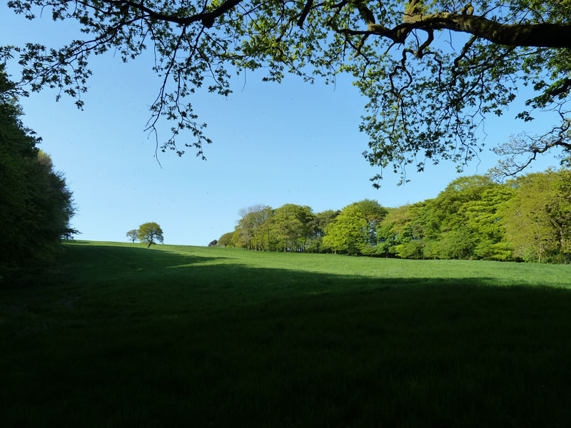 Field and Woods